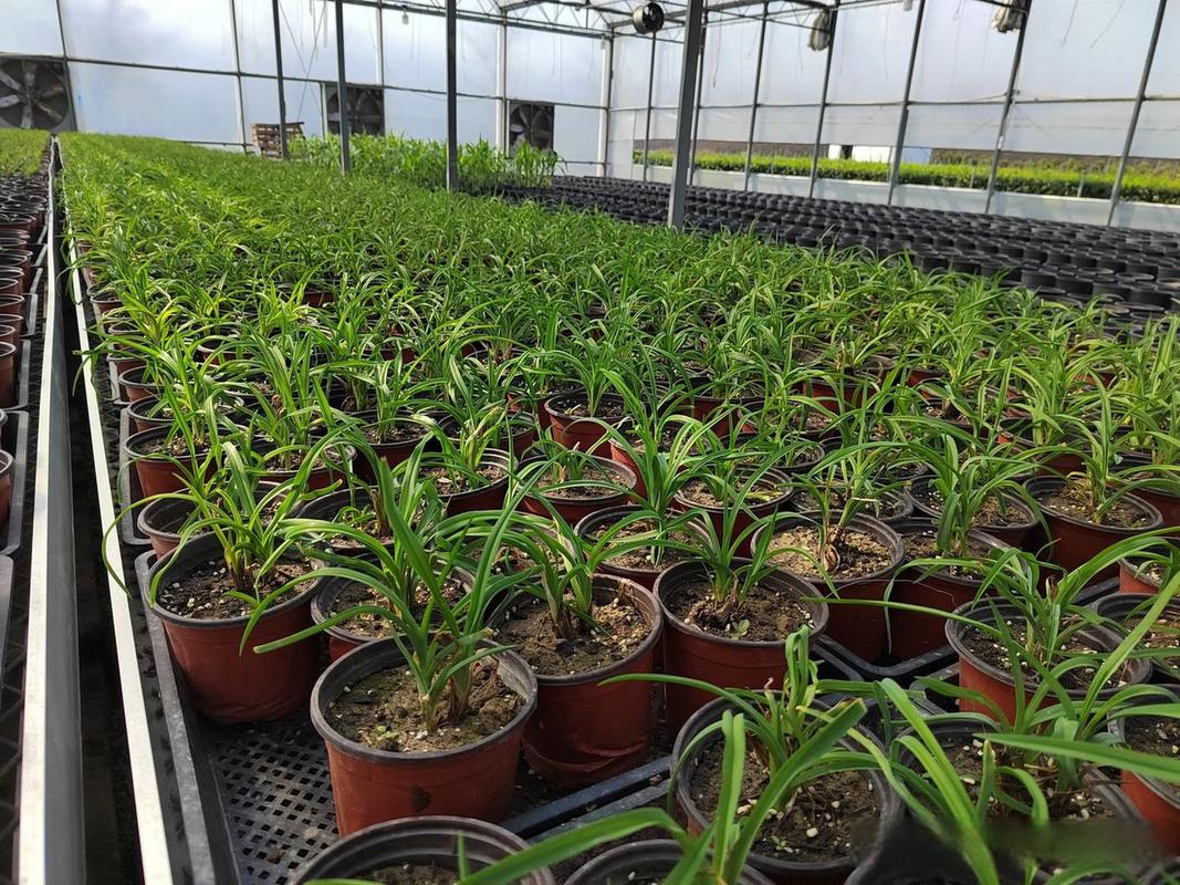 可食用景观植物在风景园林中的应用——以杭州植物工厂秋冬季栽培实践为例