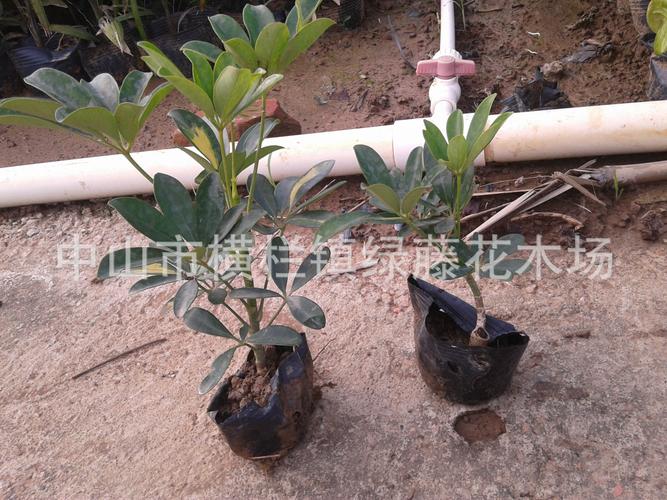 广东小区与工厂区园林绿化景观设计 鸭脚木种植养护一体化工程解析
